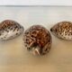 Trio of tiger cowrie shells