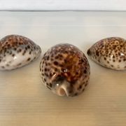 Trio de coquillages cypraea tigris
