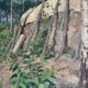 Hst painting "forest with cabin" lumberjack forestry early 20th century