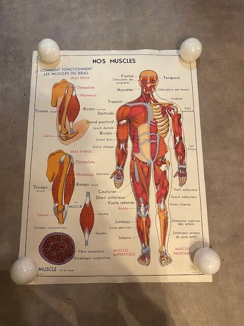 Old educational school poster the human body and muscles table n°1