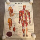 Old educational school poster the human body and muscles table n°1