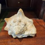Strombidae Shell