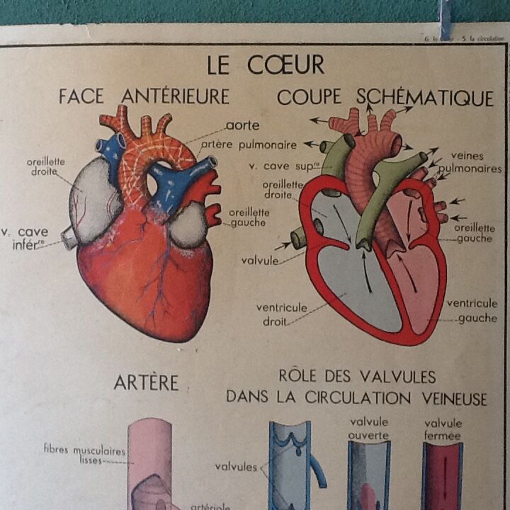 Displays educational vintage circulation / heart