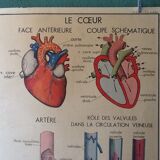 Displays educational vintage circulation / heart