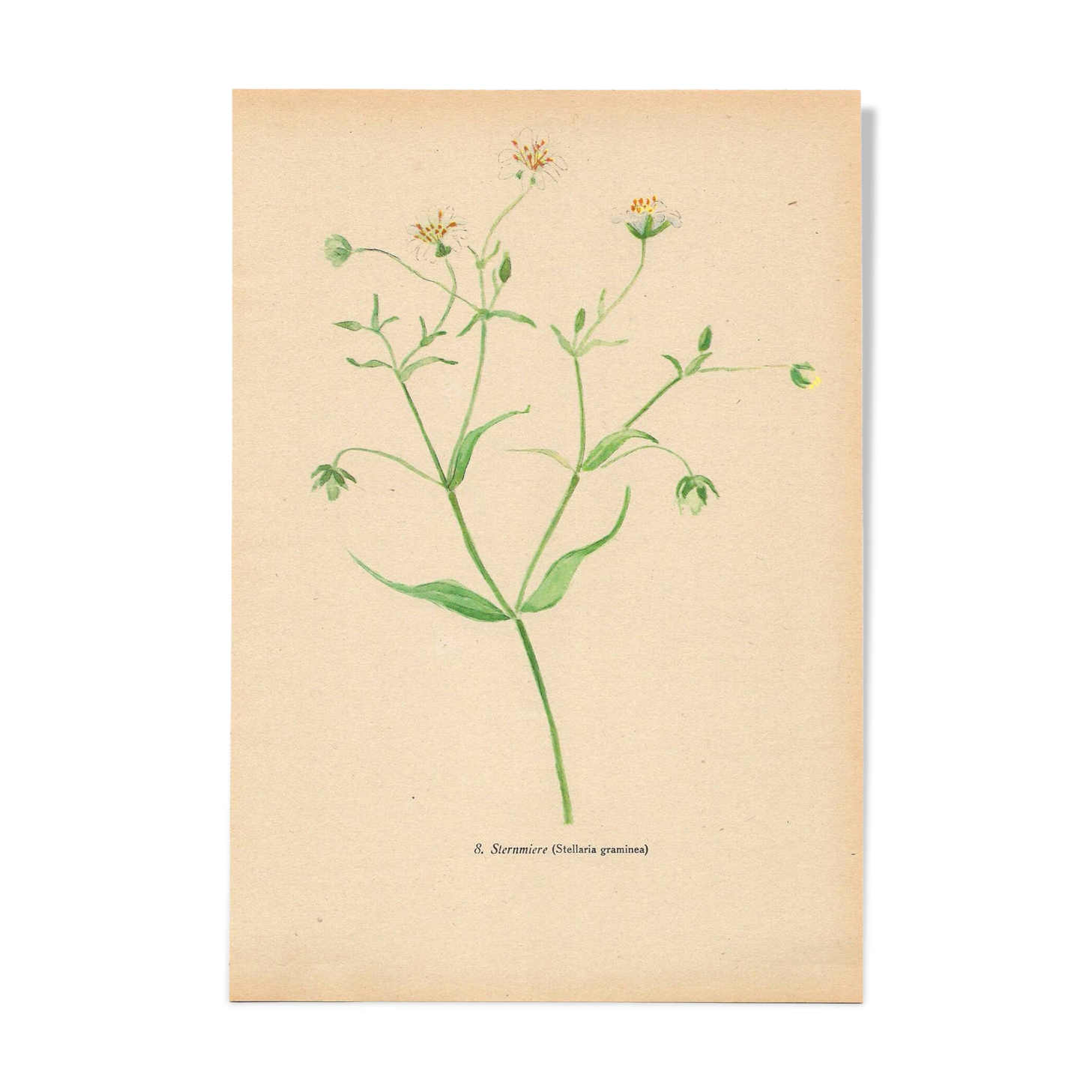 Planche de 1948, Fleurs des prés, stellaire par Strache
