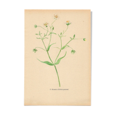 Vintage plate from 1948. Meadow flowers by Strache - Stellar - watercolor