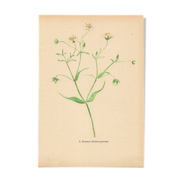 Vintage plate from 1948. Meadow flowers by Strache - Stellar - watercolor