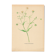 Planche de 1948, Fleurs des prés, stellaire par Strache