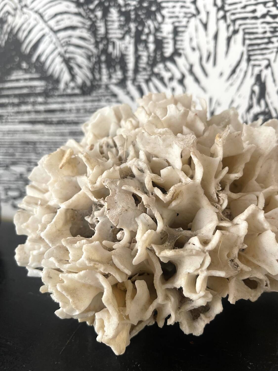 Ancient coral