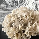 Corail ancien