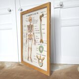 School map and wooden frame MDI Human body