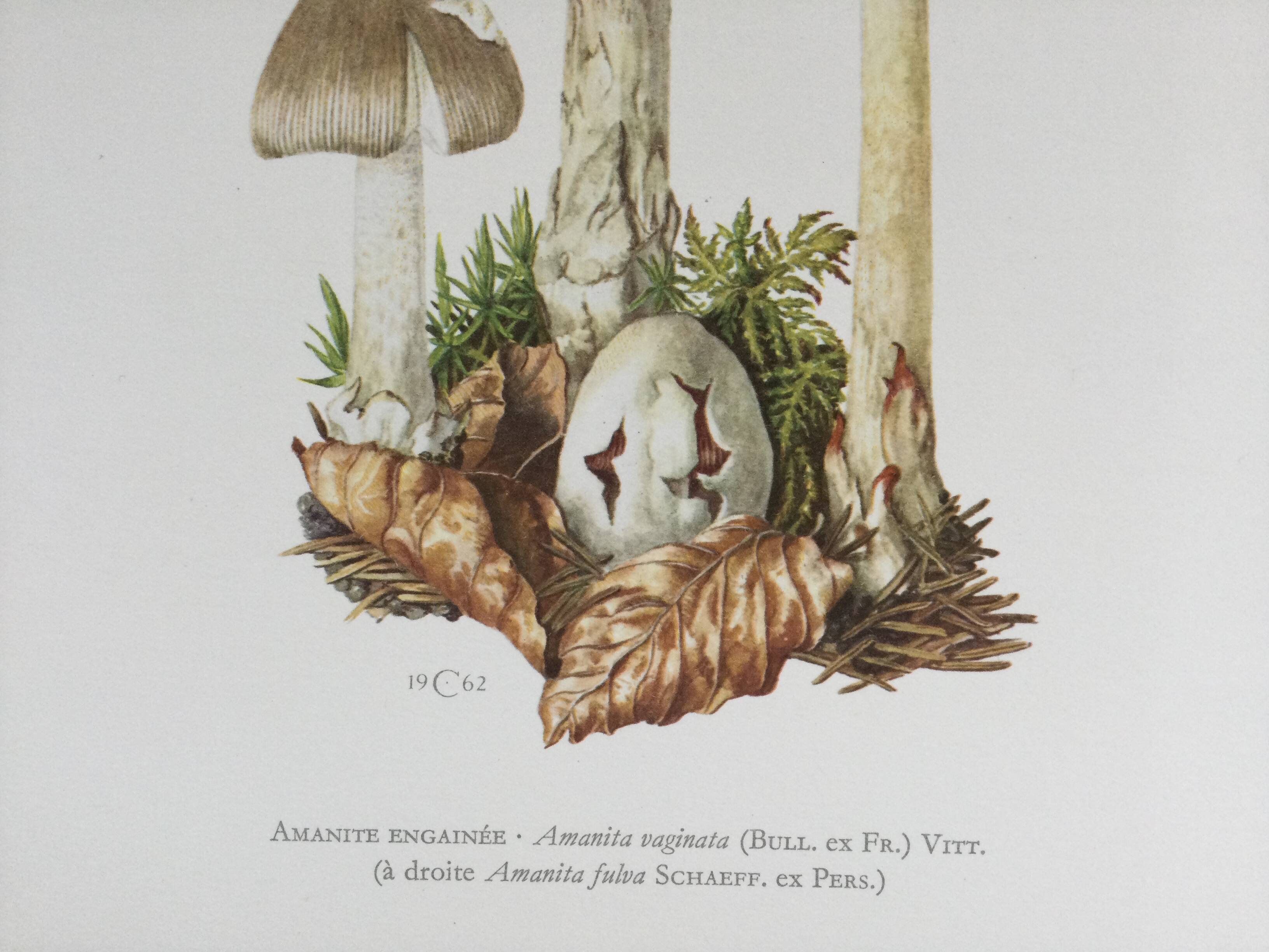 Botanical illustration "mushrooms", 1960s
