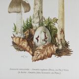 Botanical illustration "mushrooms", 1960s