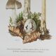 Illustration botanique "champignons", années 60