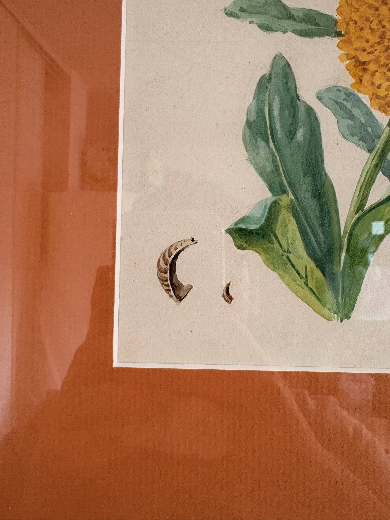 Watercolour Tableau Iconography Flowers Naturalism Rose Tagetes erecta nature