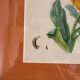 Watercolour Tableau Iconography Flowers Naturalism Rose Tagetes erecta nature