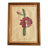 Gravure 1700 Original botanical poster cactus red flower framed