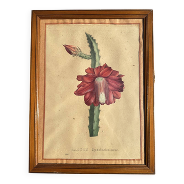 Gravure 1700 Original botanical poster cactus red flower framed
