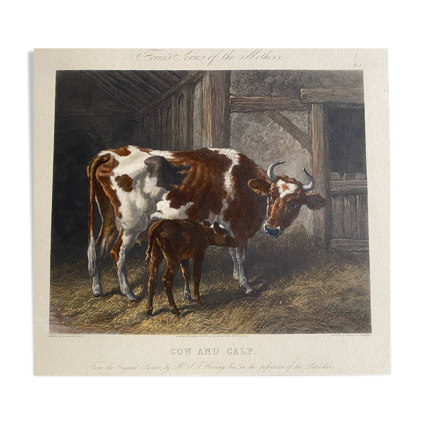 English colored engraving