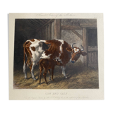 English colored engraving