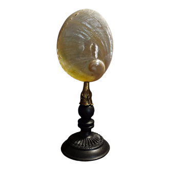 Cabinet of Curiosities shell haliotis laevigata pearl on base