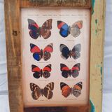 A4 photo frame in polychrome wood with butterfly naturalist board