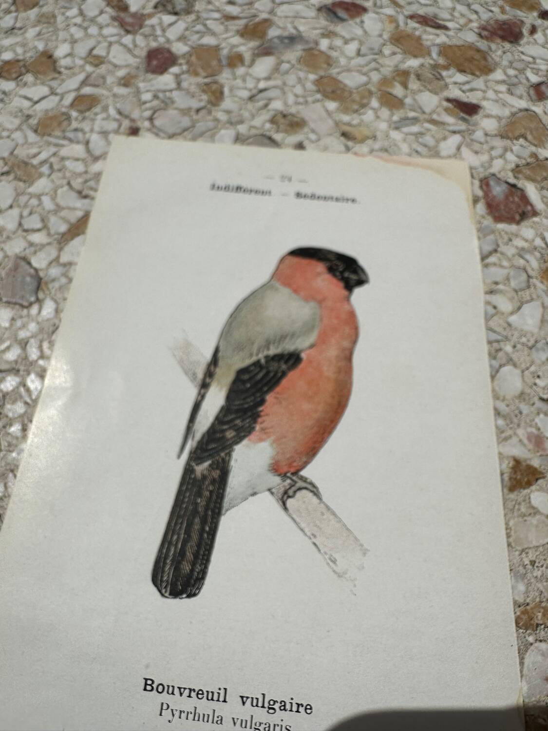 Planche botanique gravure naturaliste oiseaux ancien 1903