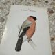 Planche botanique gravure naturaliste oiseaux ancien 1903
