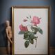 Lithograph frame rose semi double leaning buttons 43