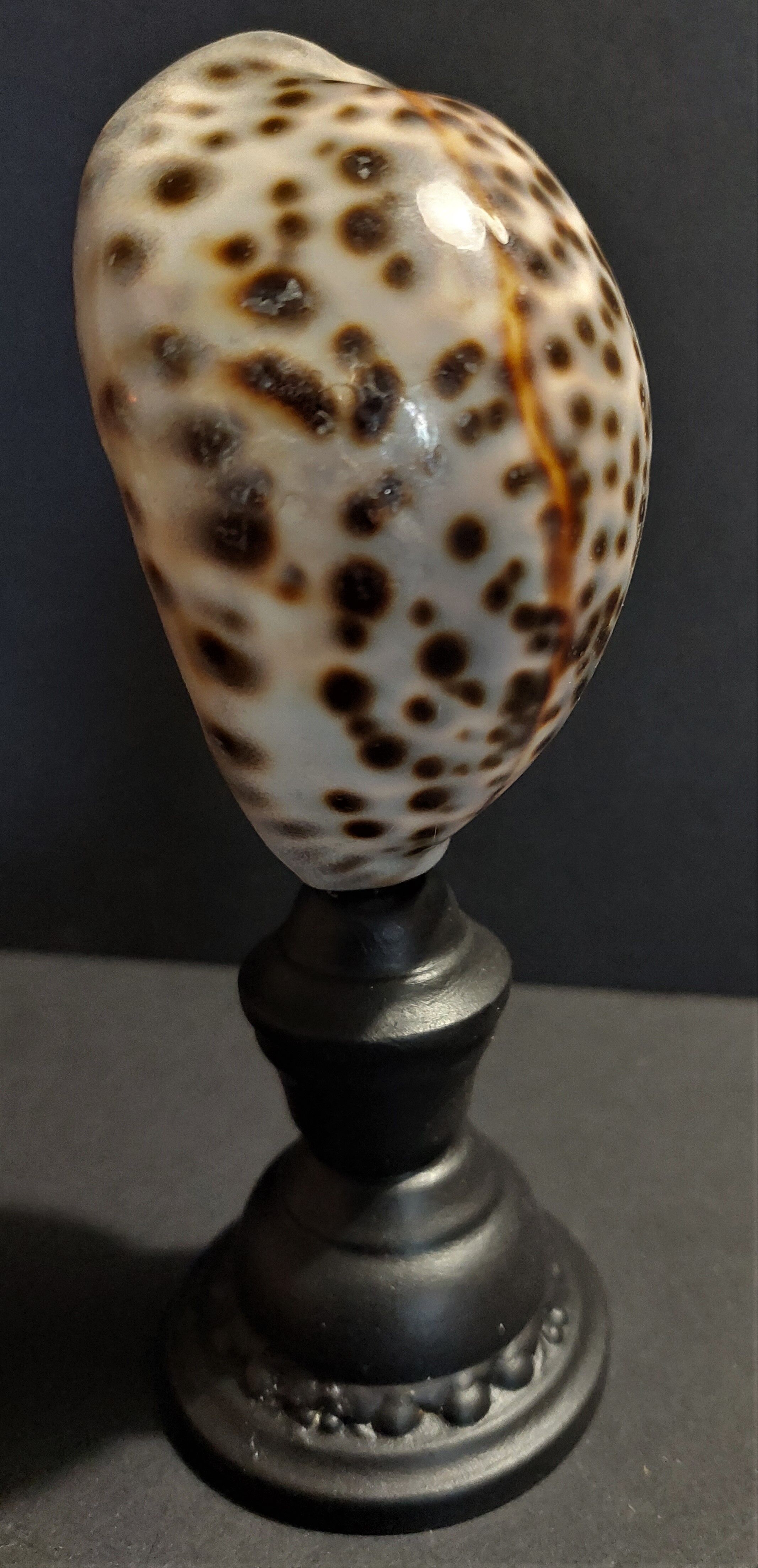 Cabinet of Curiosities shell cypraea tigris on base