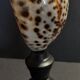 Cabinet of Curiosities shell cypraea tigris on base