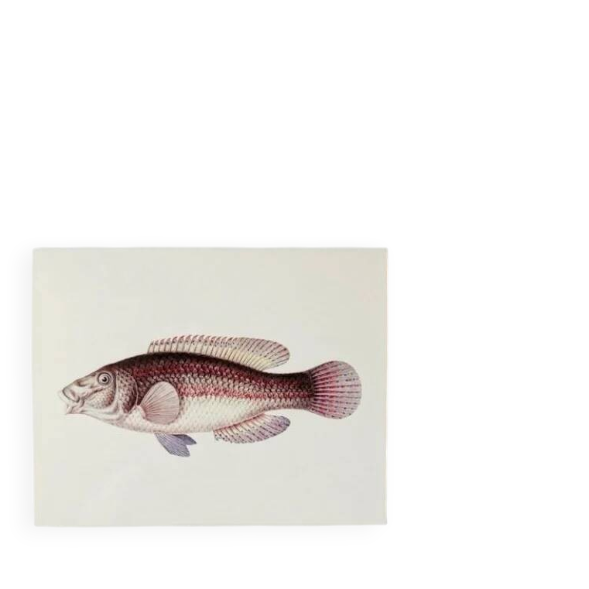Planches de bestiaire museum d'histoire naturelle Le labre paon