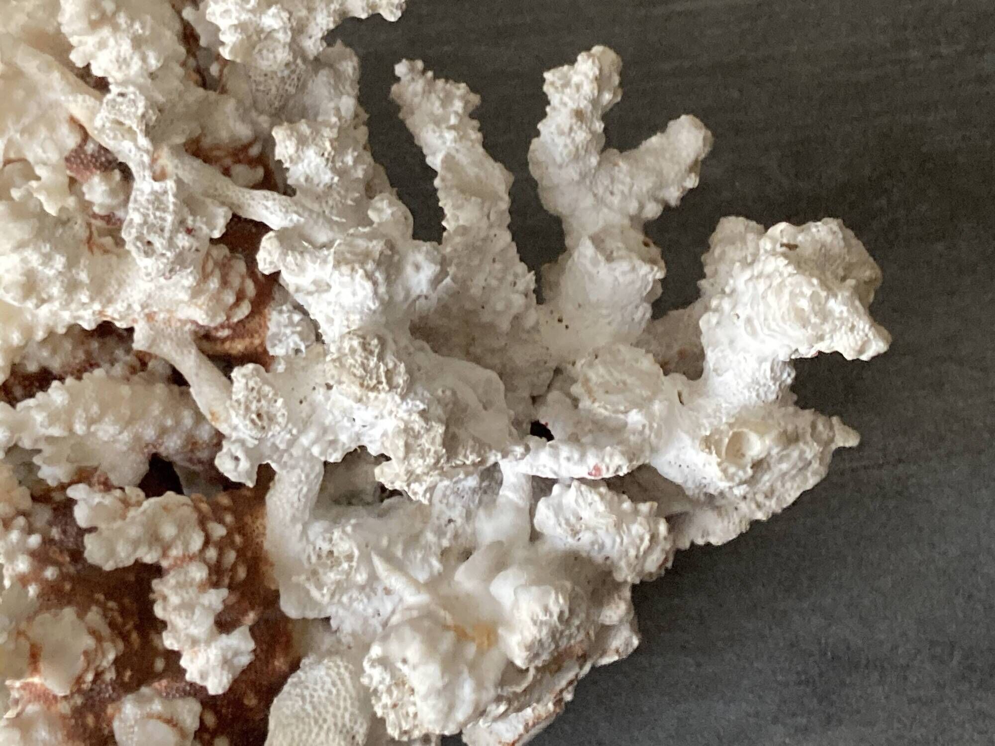Corail blanc grand modèle 1960 sur bois sculpté