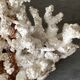 Corail blanc grand modèle 1960 sur bois sculpté