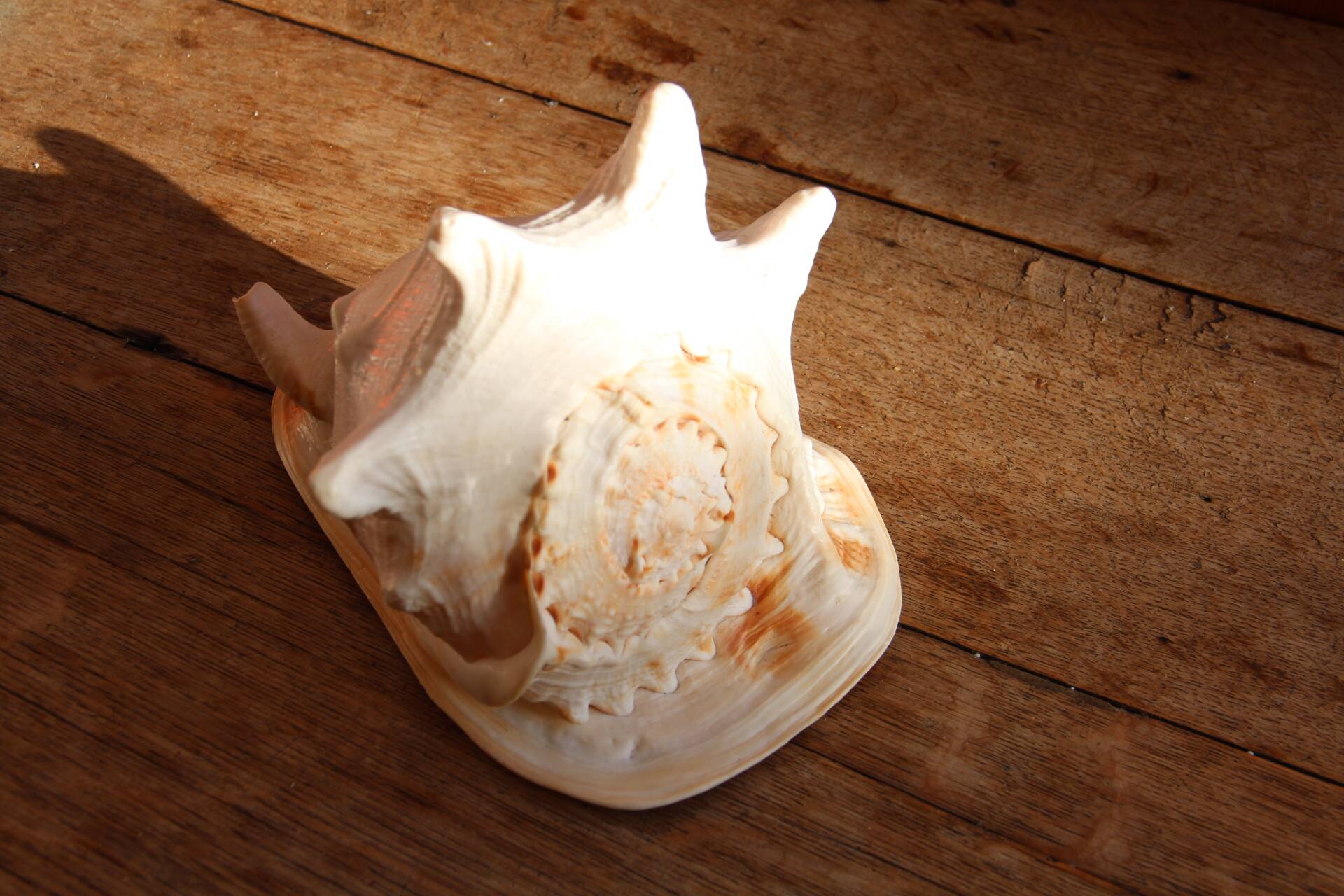 Shell Cassis Cornuta