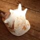 Shell Cassis Cornuta