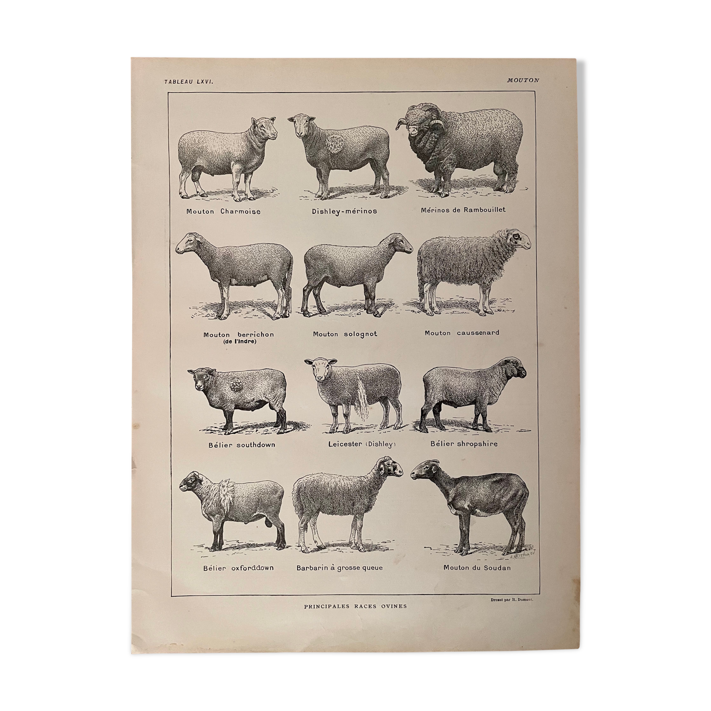 Lithograph on sheep from 1921
