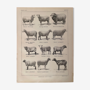 Lithographie sur les moutons de 1921