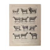 Lithograph on sheep from 1921