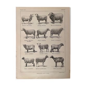 Lithograph on sheep from 1921