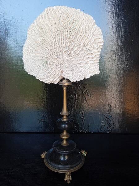 Cabinet of Curiosities 36cm coral brain of Neptune on base