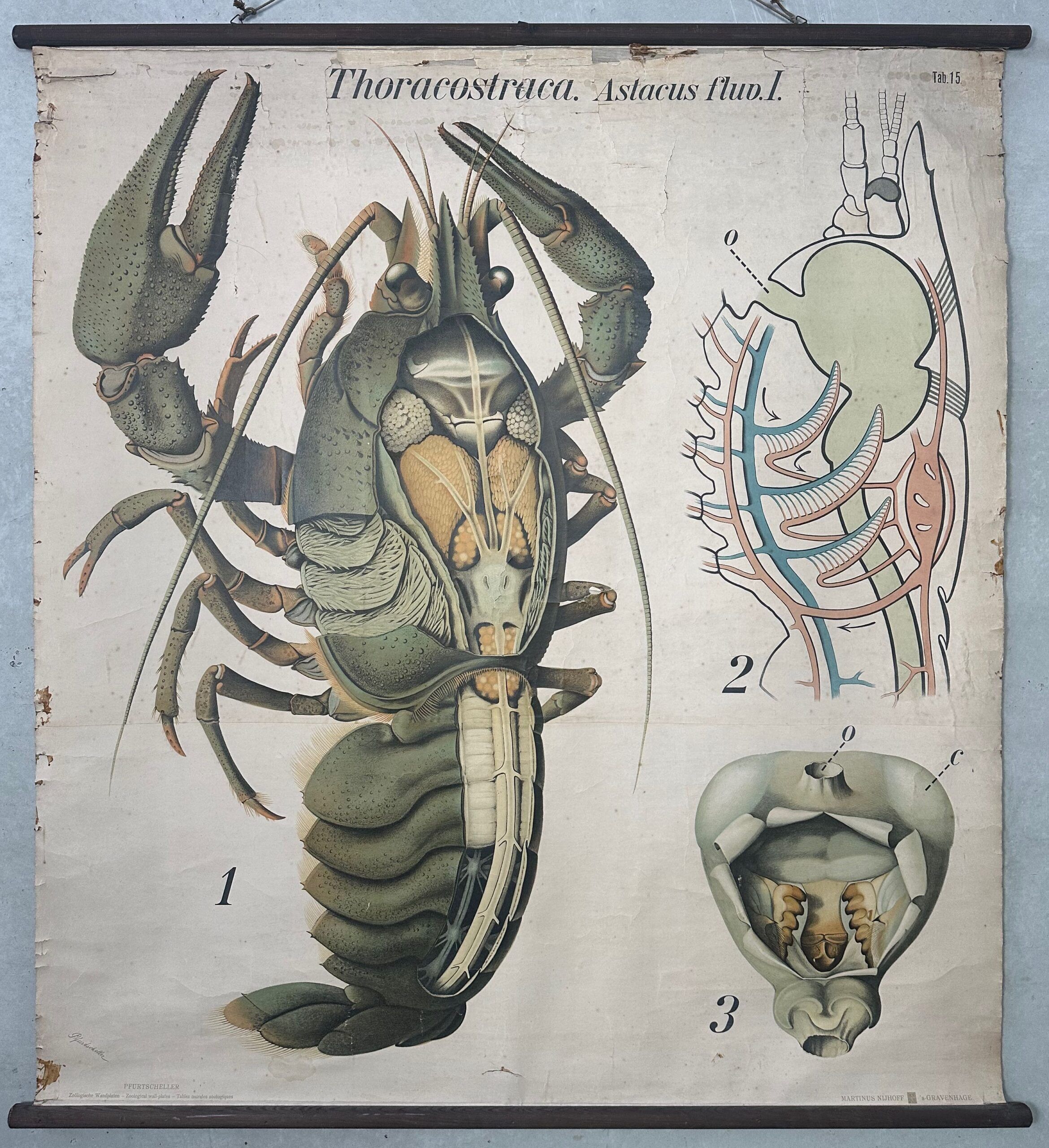 Vintage XL linen school chart – the lobster