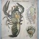 Vintage XL linen school chart – the lobster