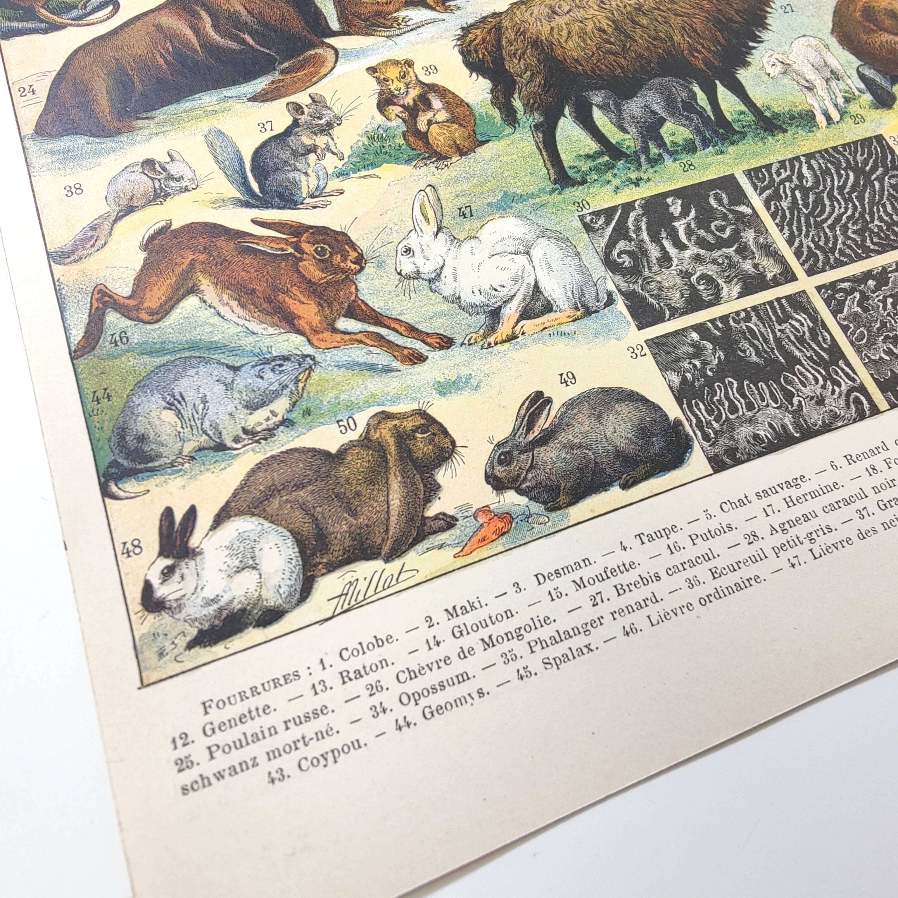 Lot of two lithographs on jungle animal furs 1900