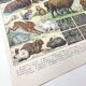 Lot deux Planches lithographies sur les fourrures animaux de la jungle 1900