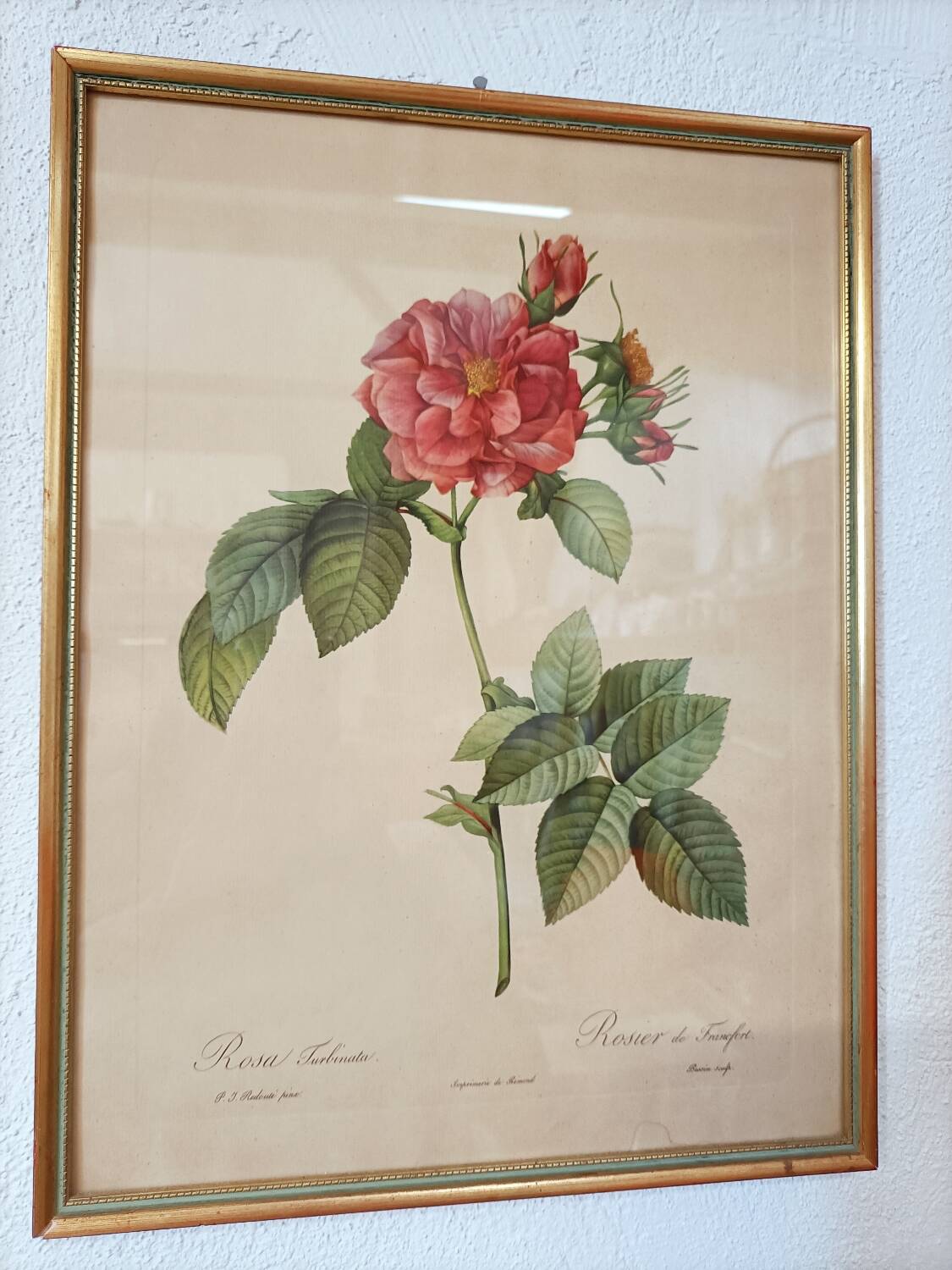 Lithograph PJ Redoute old pink