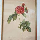 Lithograph PJ Redoute old pink