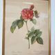 Lithograph PJ Redoute old pink