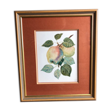 Old botanical lithograph patricia kounakowitch