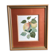 Old botanical lithograph patricia kounakowitch